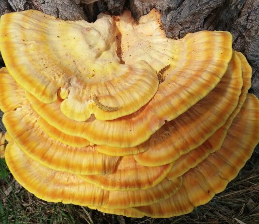 reishi-mushroom