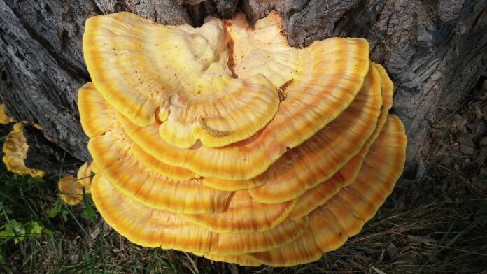 reishi-mushroom